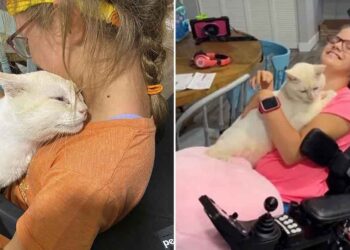 chat saute fille fauteuil roulant famille