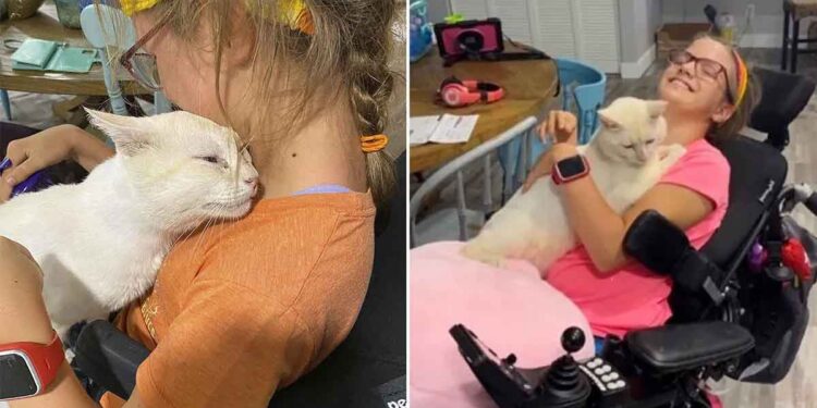 chat saute fille fauteuil roulant famille