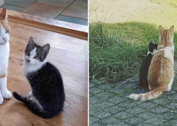 chat se lie amitié chaton trouvé jardin ramène maison