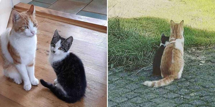 Un chat se lie d'amitié avec un chaton qu'il a trouvé dans le jardin et décide de le ramener à la maison 1 chat se lie amitié chaton trouvé jardin ramène maison