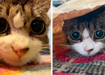 chat yeux tristes remercie la femme sauvé