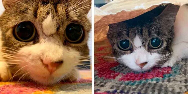 chat yeux tristes remercie la femme sauvé