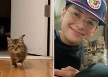 chaton sans-abri entre appartement devient sa maison
