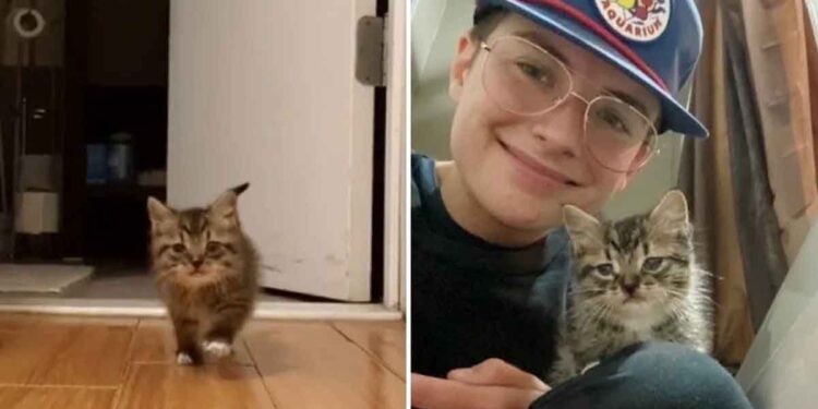 chaton sans-abri entre appartement devient sa maison