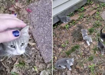 chatte errante présente chatons femme nourrit