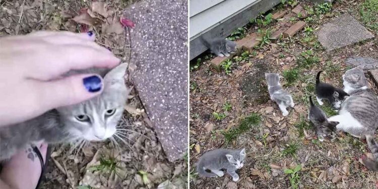 chatte errante présente chatons femme nourrit