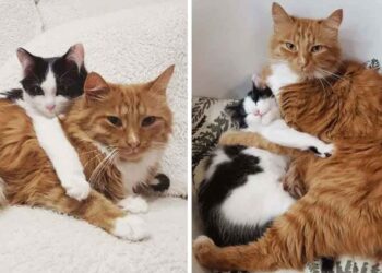 chatte famille s occupe chaton trouvé forêt