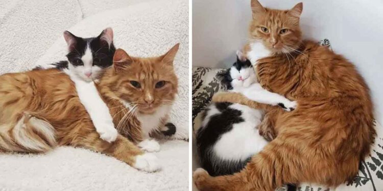 chatte famille s occupe chaton trouvé forêt