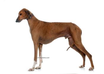 Azawakh 28 chien Azawakh