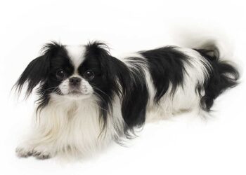 Épagneul Japonais 27 chien Épagneul Japonais Japanese Chin