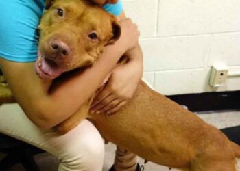 chien abandonné refuge devenu trop grand