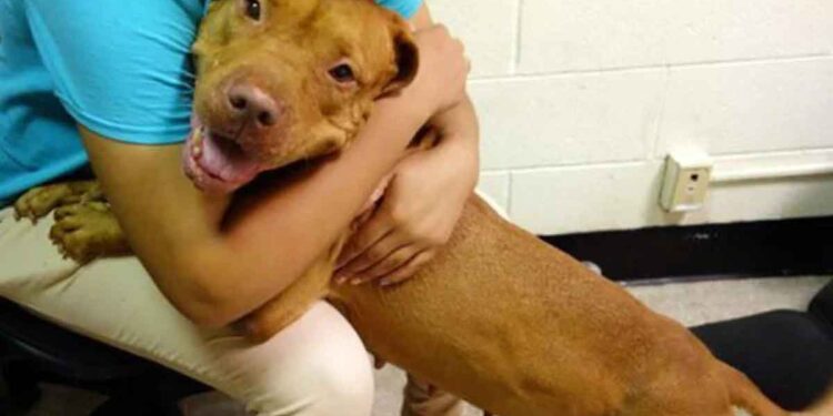 Ce chien a été abandonné dans un refuge par sa famille parce qu'il était devenu "trop grand" 1 chien abandonné refuge devenu trop grand