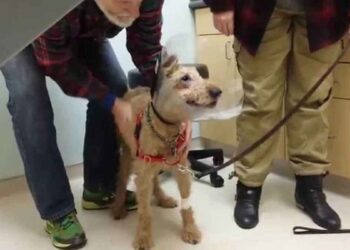 chien aveugle opérer voit famille après opération