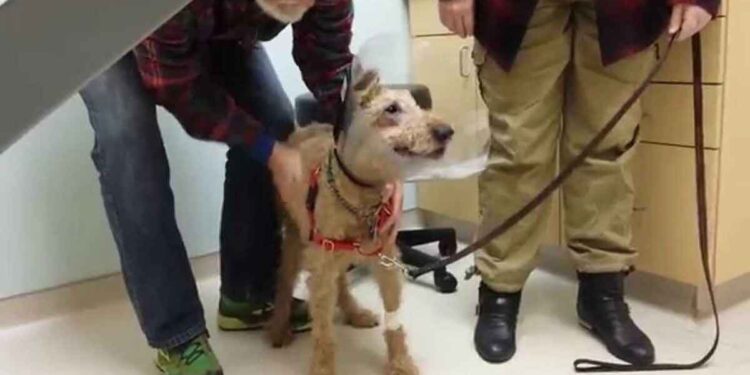 Un chien aveugle voit sa famille après une opération et ne peut contenir son excitation 1 chien aveugle opérer voit famille après opération