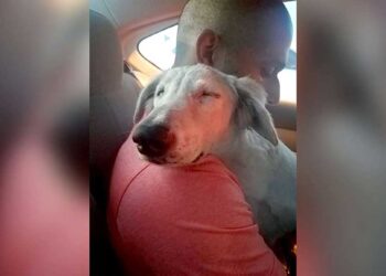 chien détend homme ramené maison