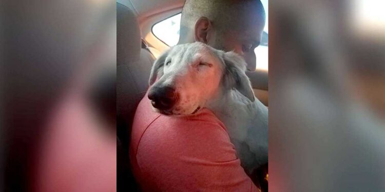 Un chien errant se détend enfin lorsqu'il réalise qu'on le sauve 1 chien détend homme ramené maison