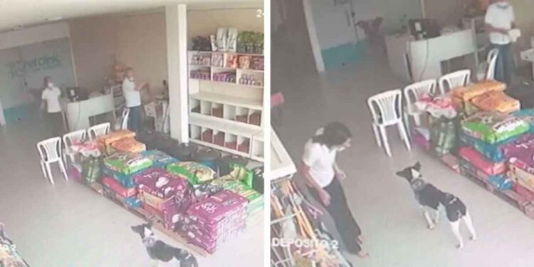 chien entre seul clinique vétérinaire demander aide