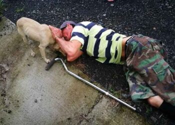 chien loyal traverse circulation aide propriétaire blessé