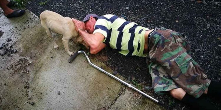 Un chien loyal traverse la circulation pour trouver de l'aide à son propriétaire blessé 1 chien loyal traverse circulation aide propriétaire blessé