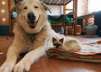 chien perdu ami adopte 4 chatons