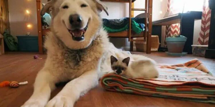 chien perdu ami adopte 4 chatons