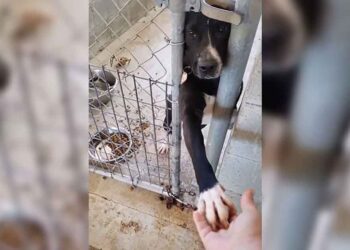 chien refuge prend main chaque personne qui passe