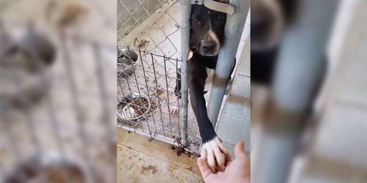 chien refuge prend main chaque personne qui passe