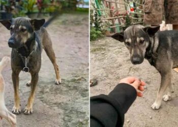 chien refuse arrêter aboyer motard suit trouve bébé abandonné