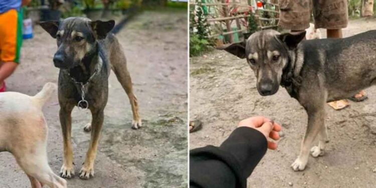 Un chien refuse d'arrêter d'aboyer jusqu'à ce qu'un motard le suive jusqu'à un bébé abandonné 1 chien refuse arrêter aboyer motard suit trouve bébé abandonné