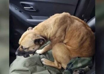 chien river errant entre voiture ouverte