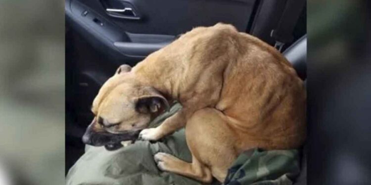 chien river errant entre voiture ouverte