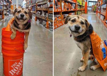 chien sauvé employé mignon magasin