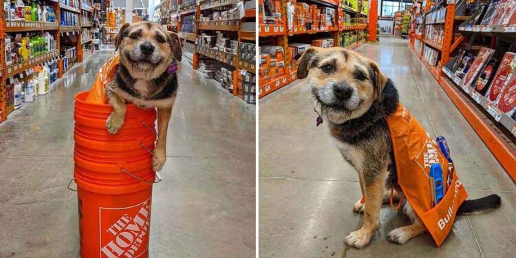 Ce chien sauvé devient l'employé le plus mignon de ce magasin 1 chien sauvé employé mignon magasin