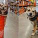 chien sauvé employé mignon magasin