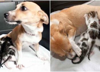 chienne a adopté ces chatons orphelins