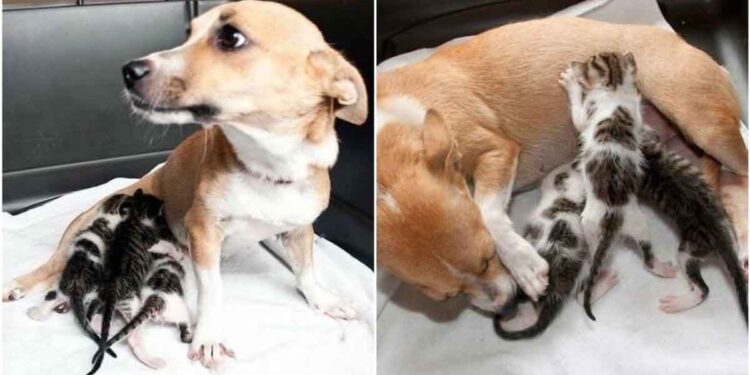 chienne a adopté ces chatons orphelins
