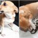 chienne a adopté ces chatons orphelins