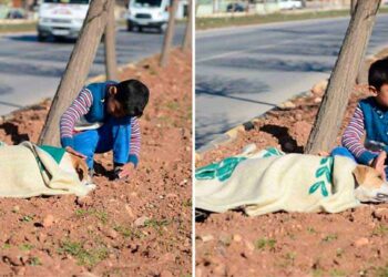 enfant réfugié prend soin chien accidenté voiture