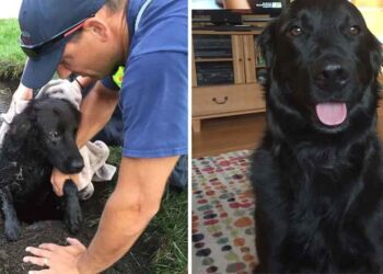 Une famille trouve leur chien perdu piégé dans un drain