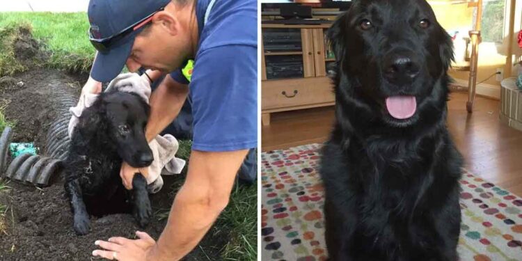 Une famille trouve leur chien perdu piégé dans un drain