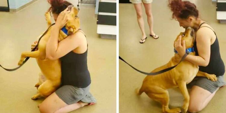 Une femme à la recherche d'un chien à adopter trouve celui qu'elle a perdu il y a deux ans 1 femme cherche chien refuge trouve chien perdu