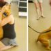 Une femme à la recherche d'un chien à adopter trouve celui qu'elle a perdu il y a deux ans 7 femme cherche chien refuge trouve chien perdu