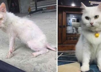 femme sauve chat rues belle transformation