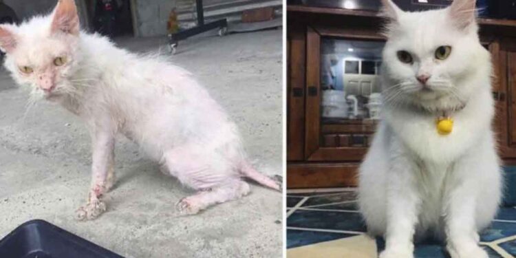 femme sauve chat rues belle transformation