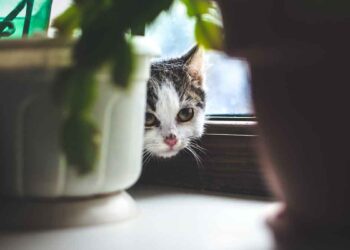 gérer un chat timide