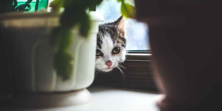 Comment gérer un chat timide ? 1 gérer un chat timide