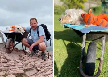 homme emmène chien mourant dernière aventure brouette