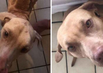 homme saute clôture sauve chien neglige