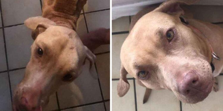 Un homme saute par-dessus une clôture pour sauver un chien d'une famille négligente 1 homme saute clôture sauve chien neglige