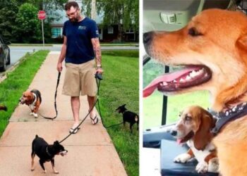 homme trouve chiens accident proprietaires hôpital